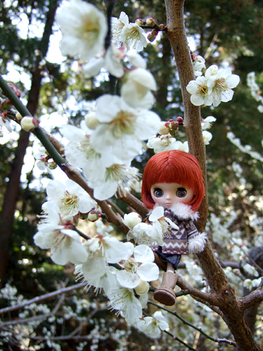 amami5.jpg