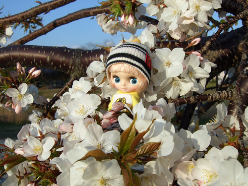 hiyori2.jpg