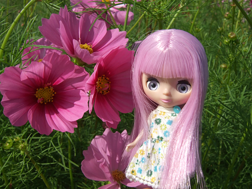 iris12.jpg