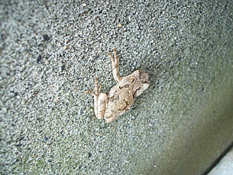 kero308.jpg