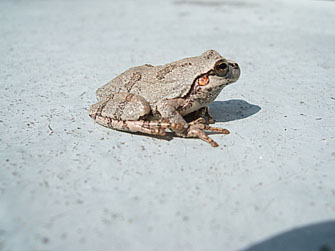 kero470.jpg